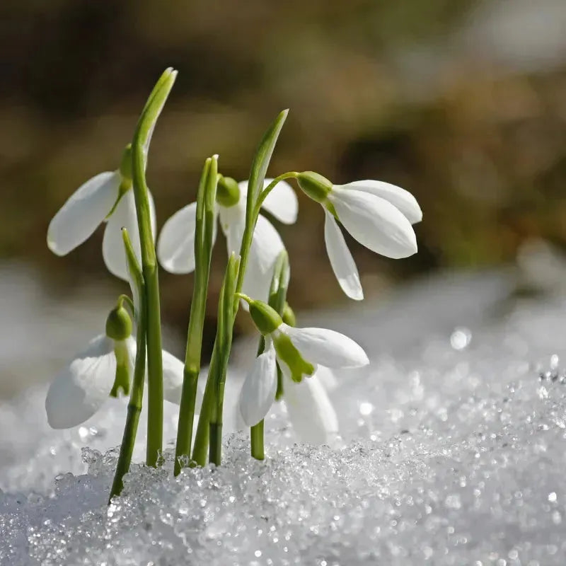 White crocus flowers blooming through snow, spring equinox renewal ritual