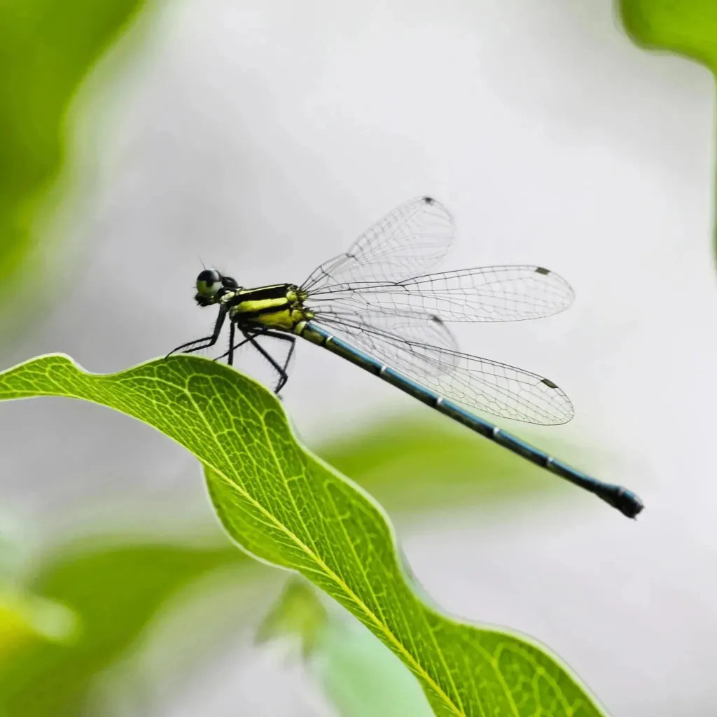Dragonfly resting on a leaf in nature — dragonfly spirit animal jewelry guide
