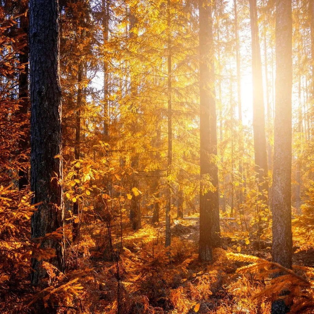 Full moon in a twilight sky — fall equinox rituals and celestial jewelry