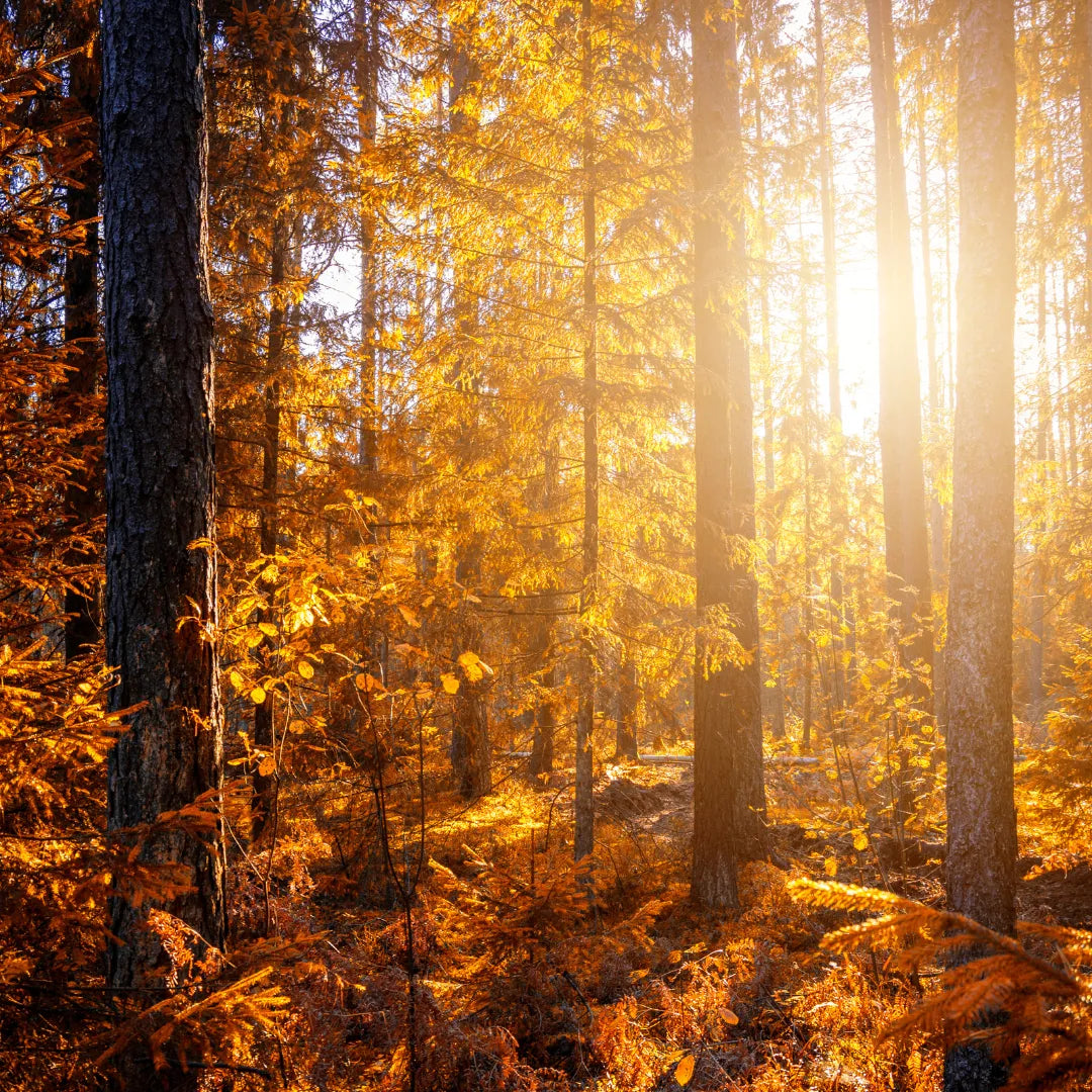 BLOG image of fall trees with sun through forest