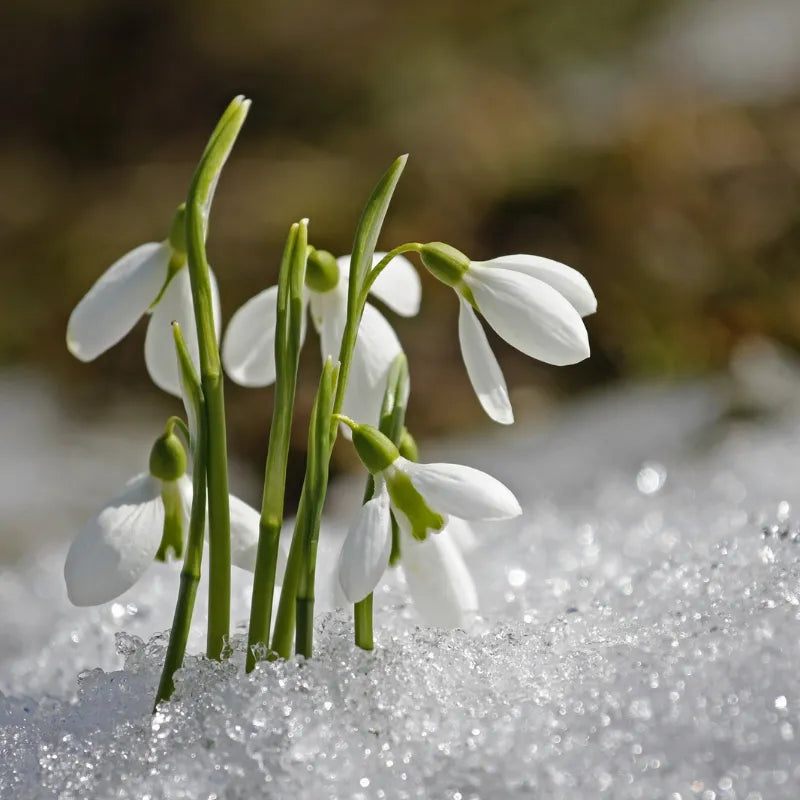 white crocus flowers blooming through snow