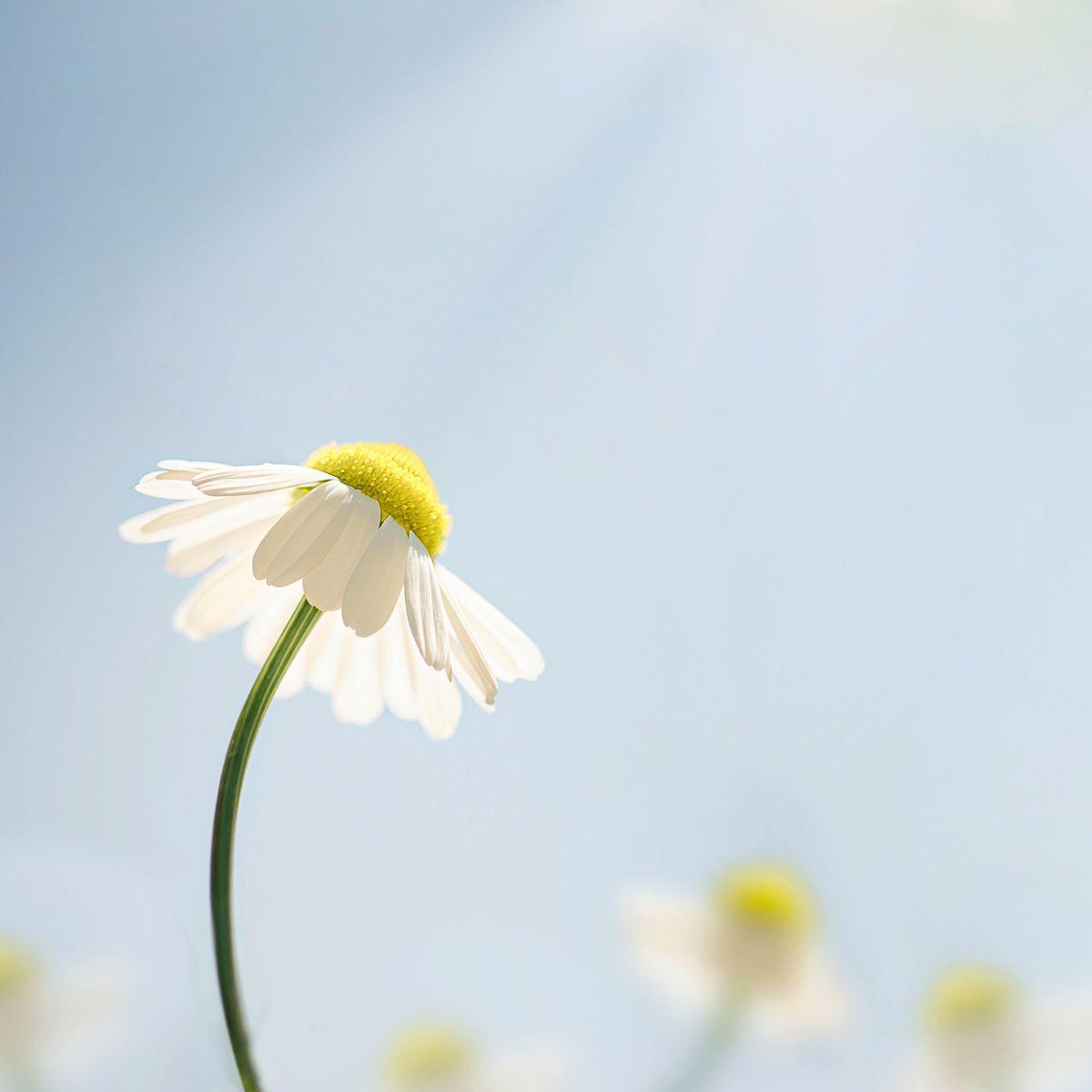 Daisy growing toward the sun — Outgrowing Yourself Without Guilt, Part Two of Coming Back to Yourself by Shannon Yerxa