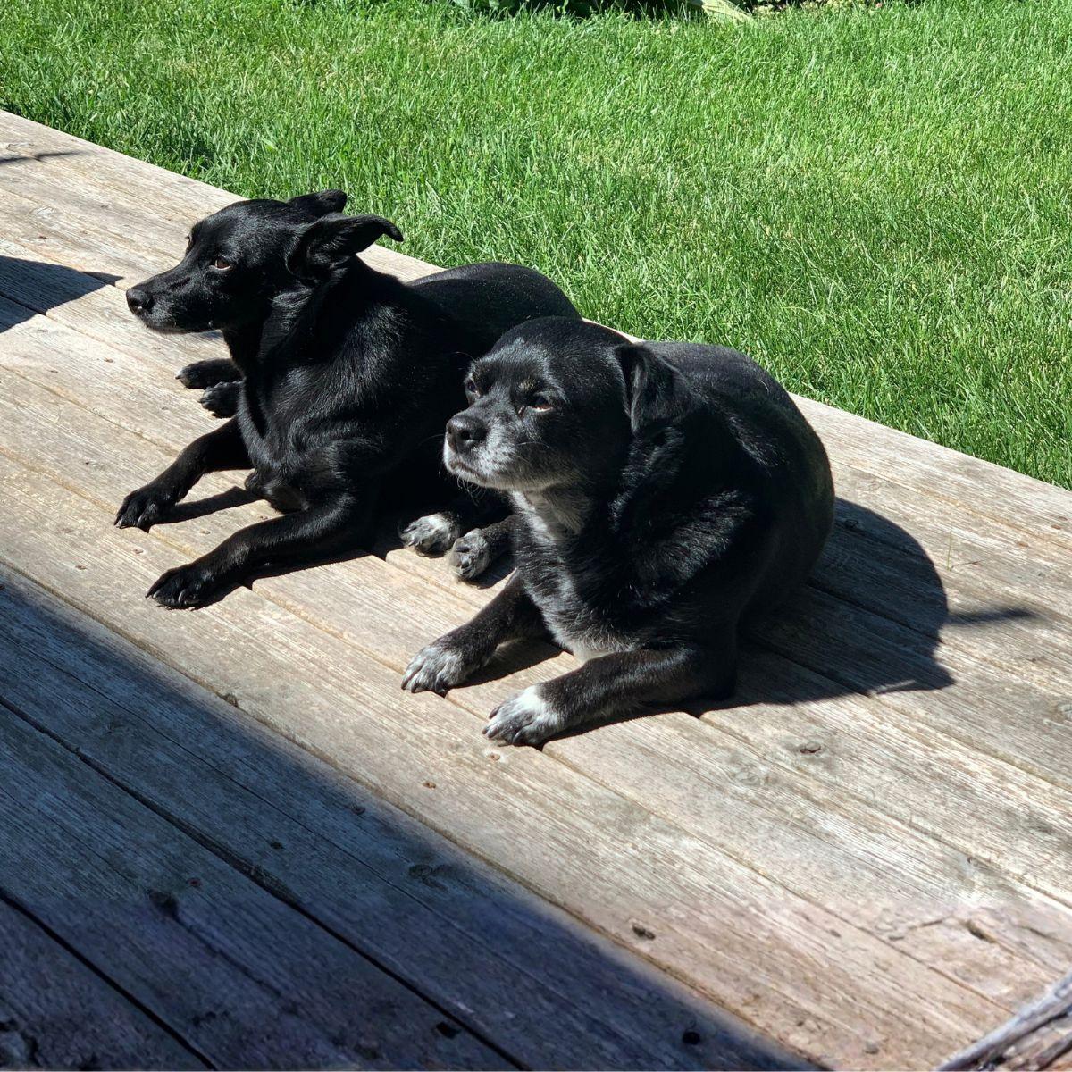Boo and Willow, the rescue dogs behind Crystals & Paws — jewelry that gives 25% to animal rescue