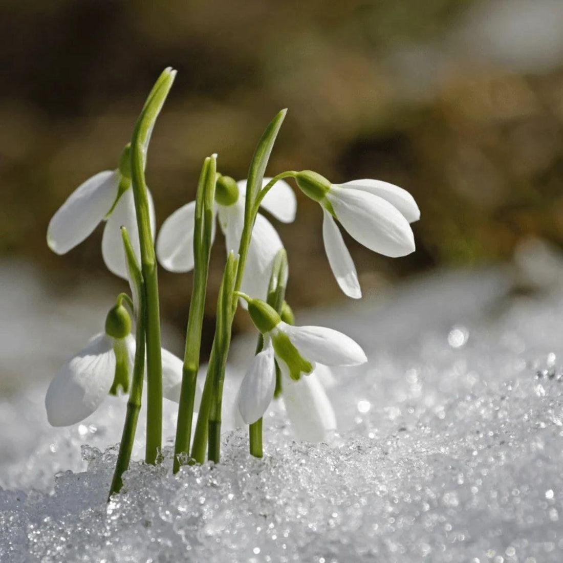 Spring equinox crystals and rituals for renewal
