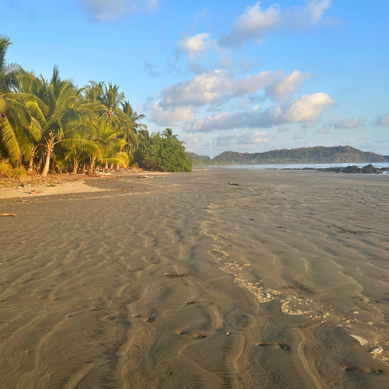 BLOG costa rica beach in a blue zone with palm trees and sand