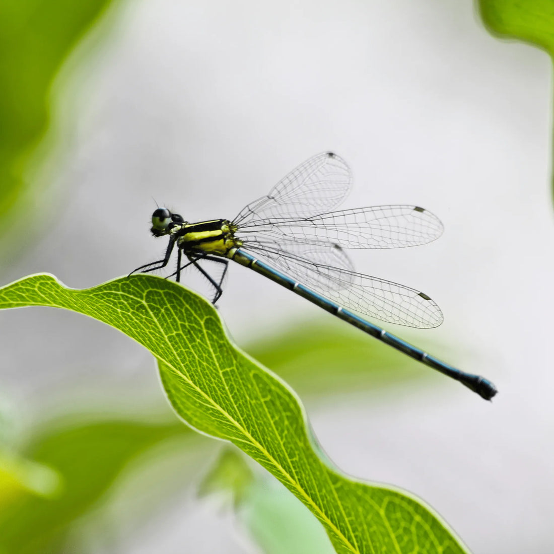 Dragonfly Spirit: Transformation and Light