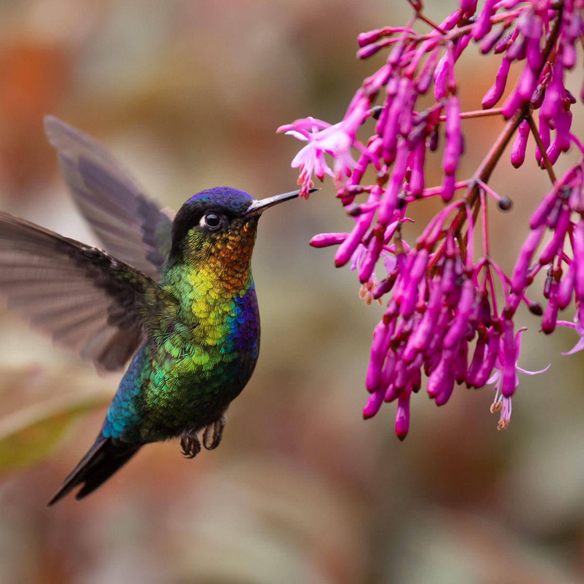 Hummingbird spirit animal — a hummingbird hovering mid-flight, the symbol of resilience that does not announce itself
