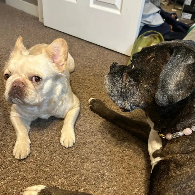 Two dogs, one white and one brindle, sitting on a carpeted floor.