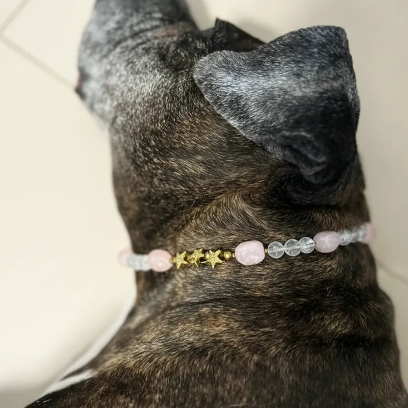 Dog wearing a beaded collar with small stones on a textured surface