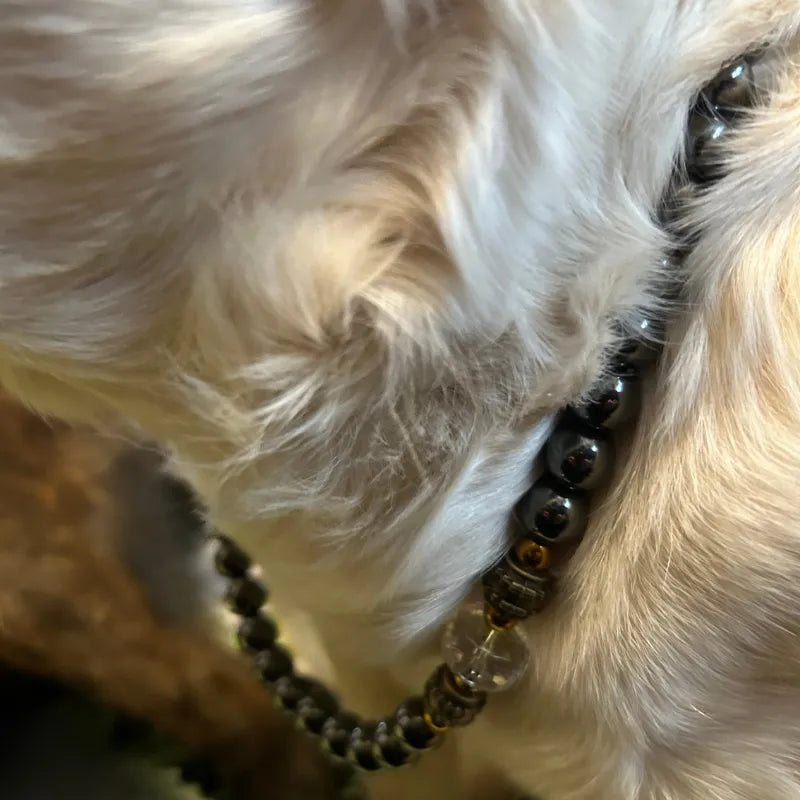 Close-up of a dog wearing a beaded collar with a blurred background