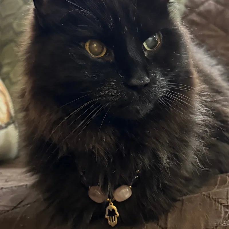 Black cat wearing a necklace with pendants on a textured surface