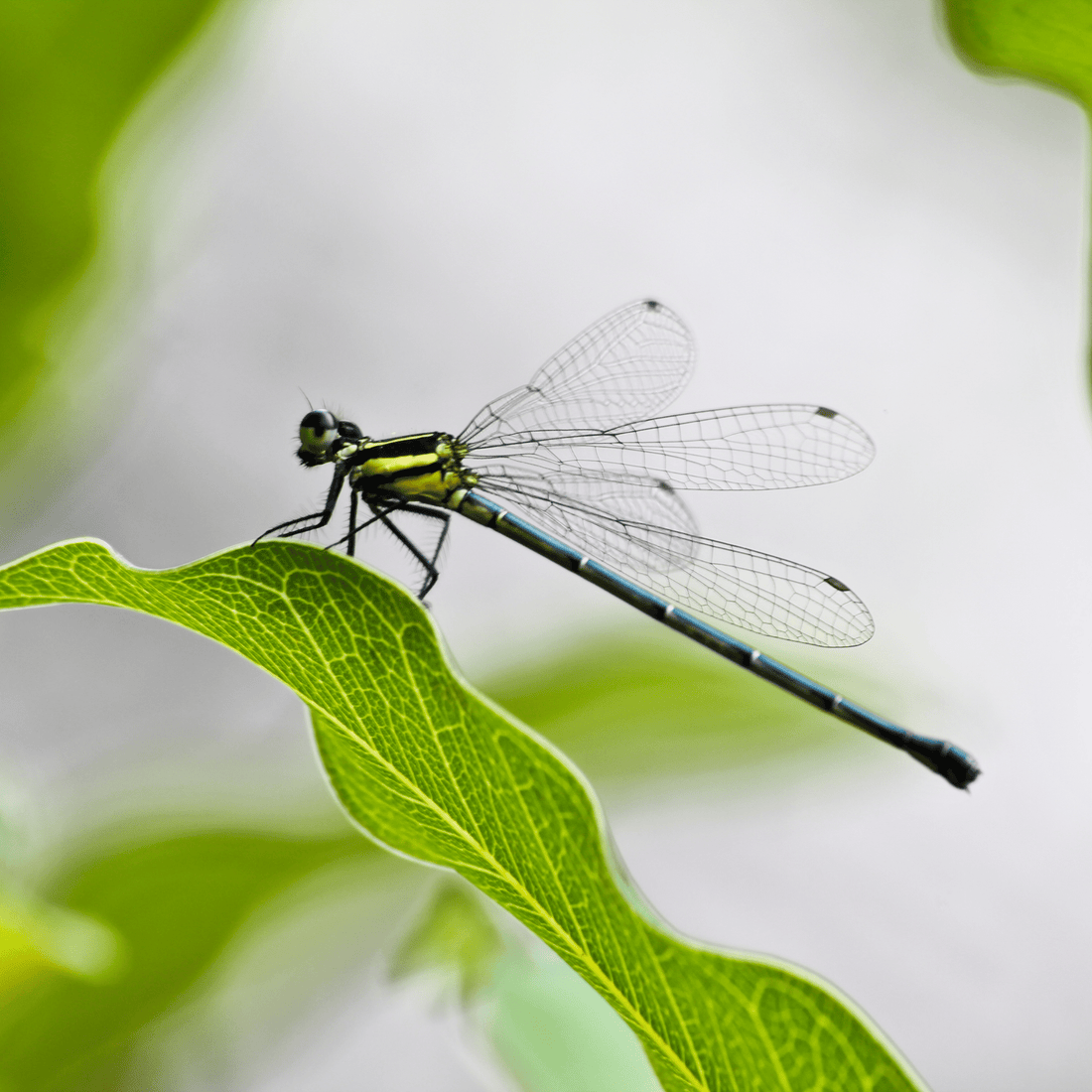 dragonfly on green leaf