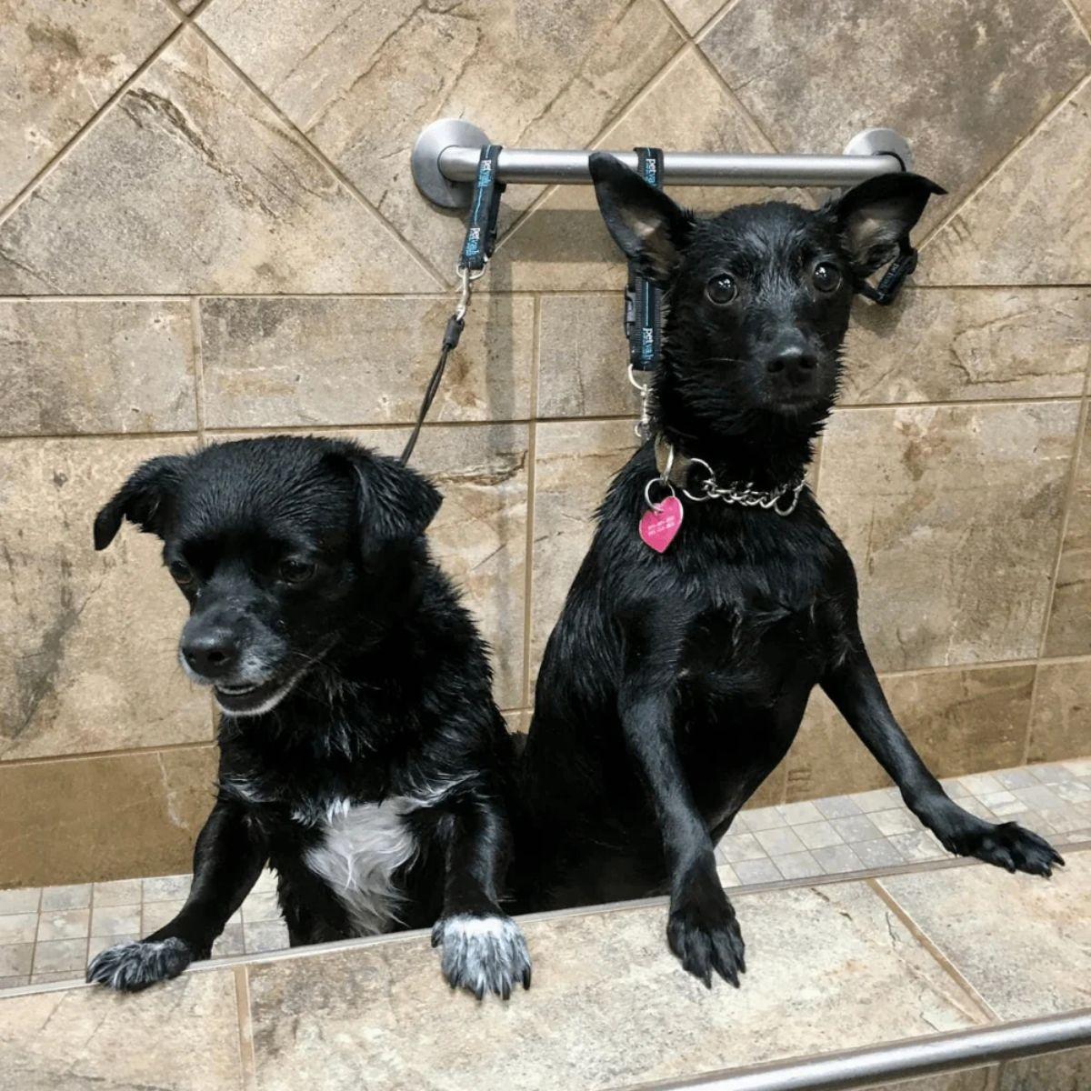 Boo and Willow, rescue dogs, getting a bath  One dog wears a pink heart-shaped collar tag and a metal collar.