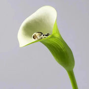 Close-up of a green calla lily flower against a light gray background