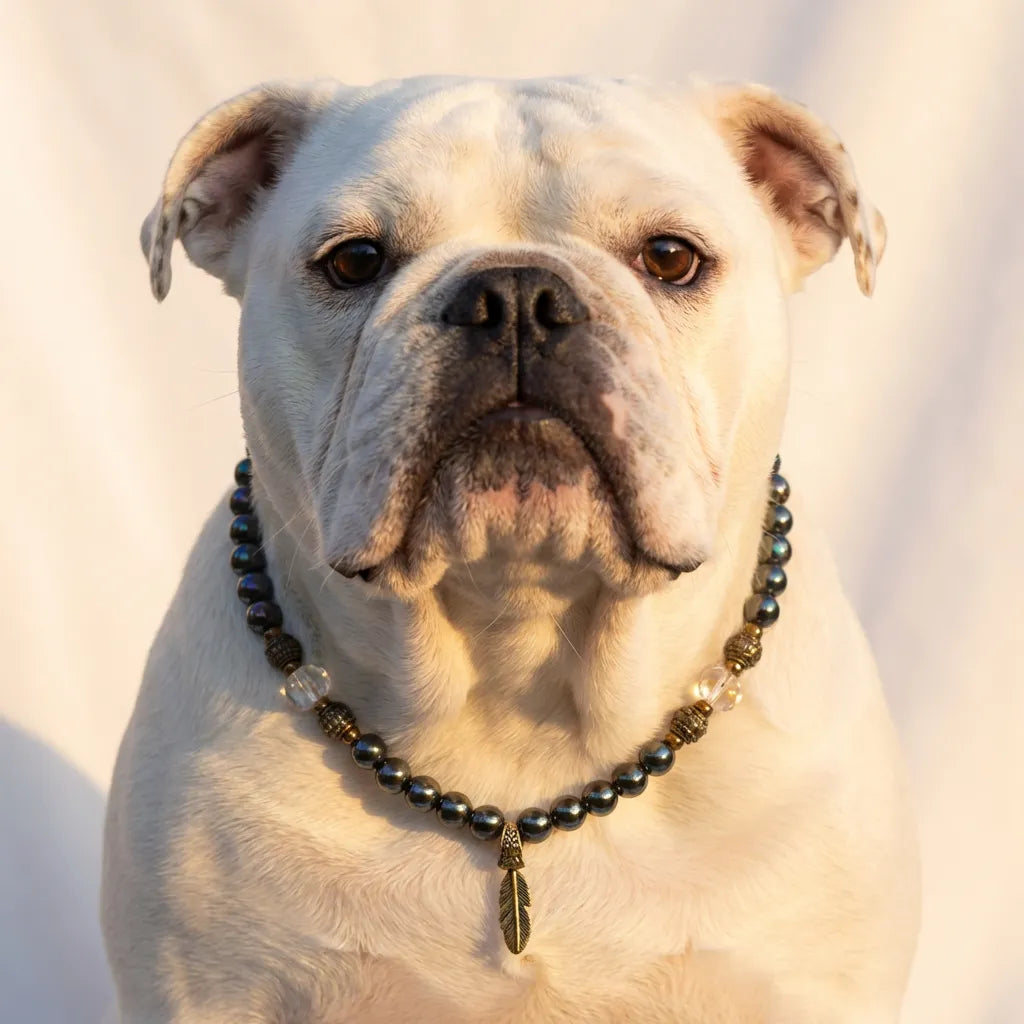 White bulldog wearing a black beaded necklace with a feather pendant on a light background