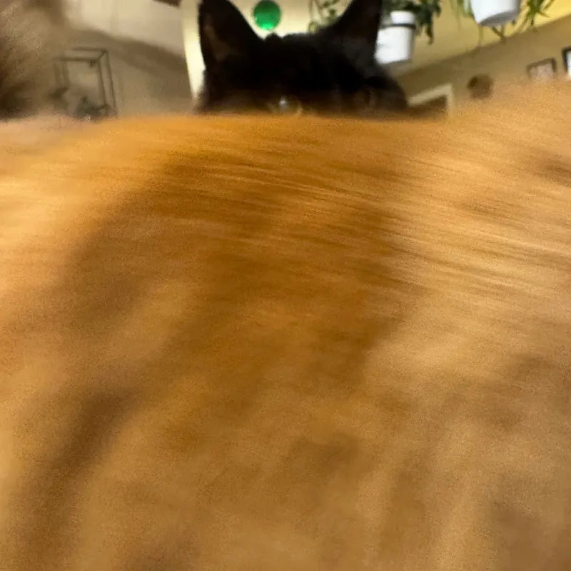 Close-up of a cat's fur with a blurred background