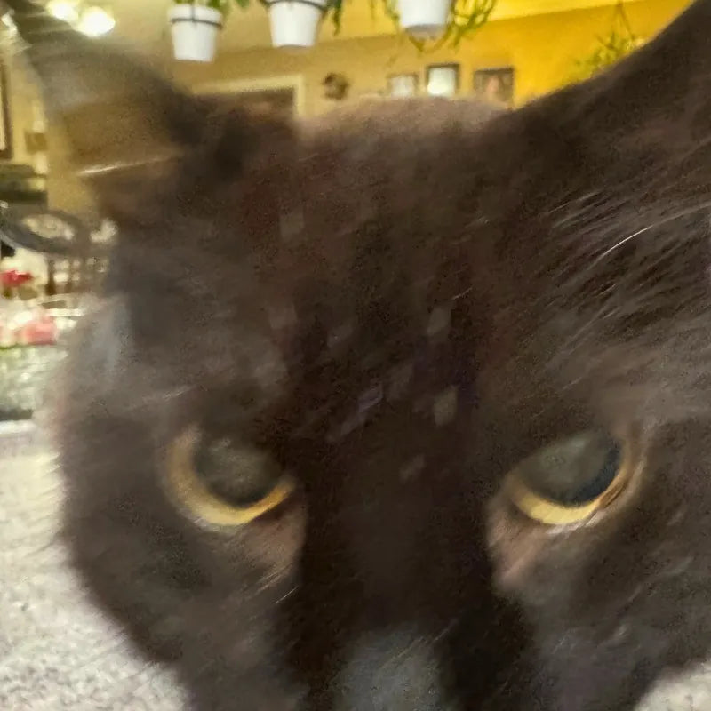 Close-up of a black cat's face with a blurred background