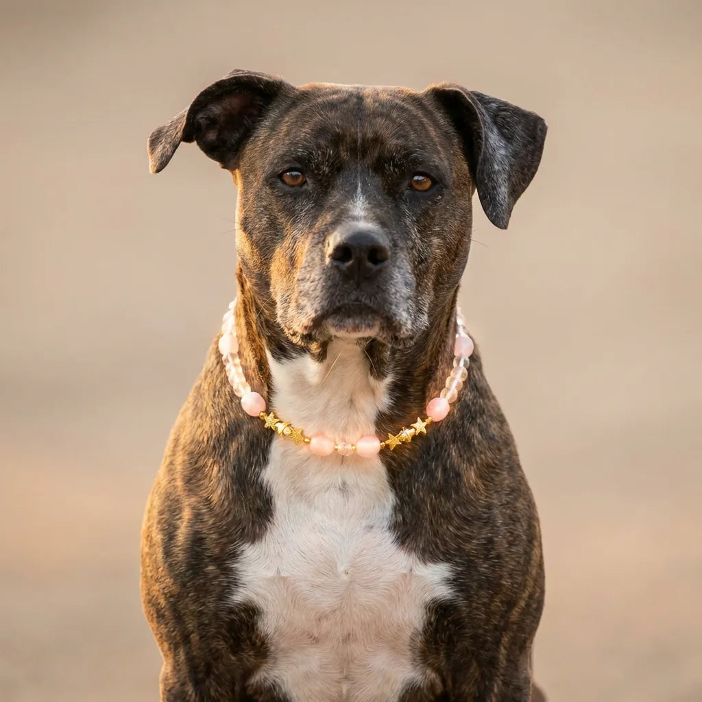Dog wearing a pink collar against a blurred background